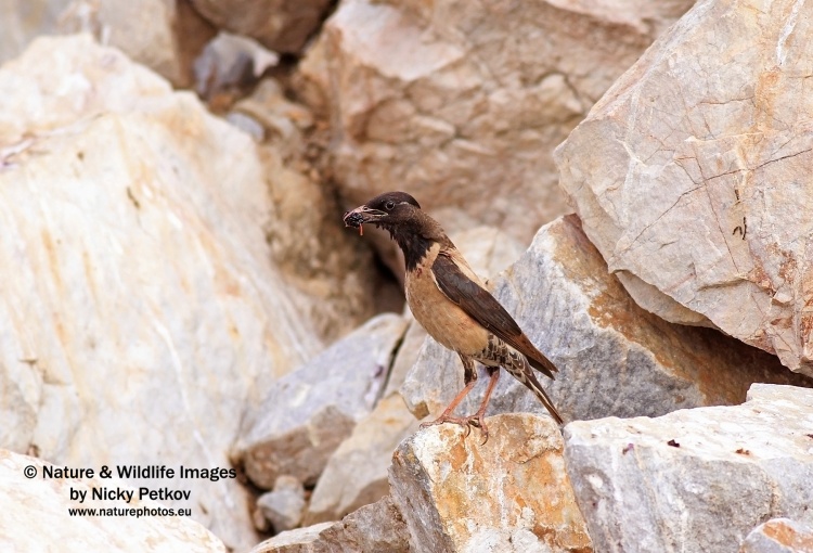 WildLife Photos of Birds, Crows, Starlings & others, Rose-colored Starling, Sturnus roseus